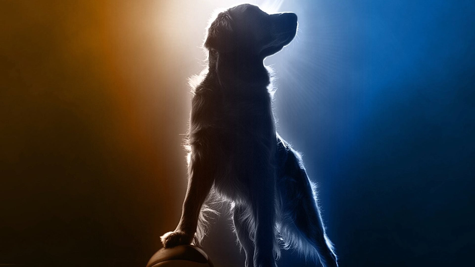 Foto do filme Air Bud Returns