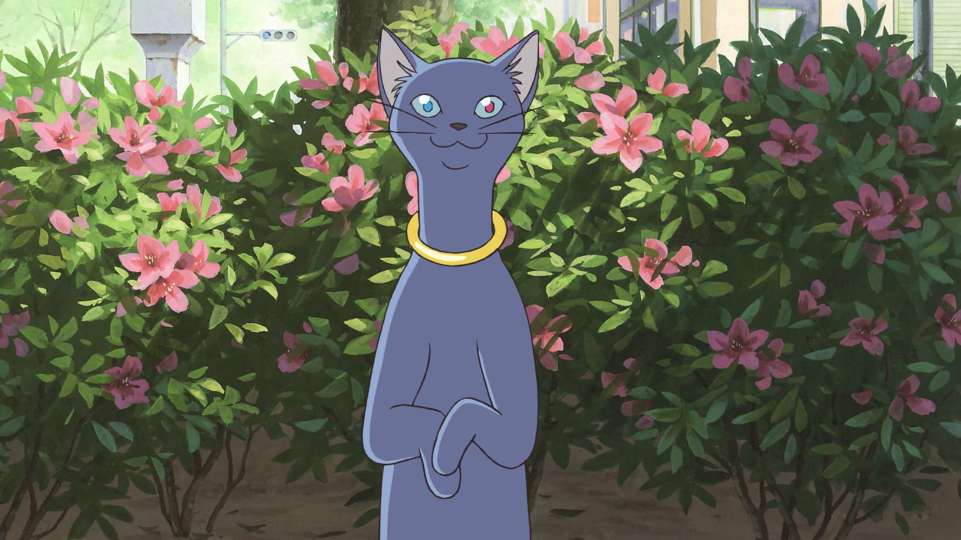 Foto do filme O Reino dos Gatos
