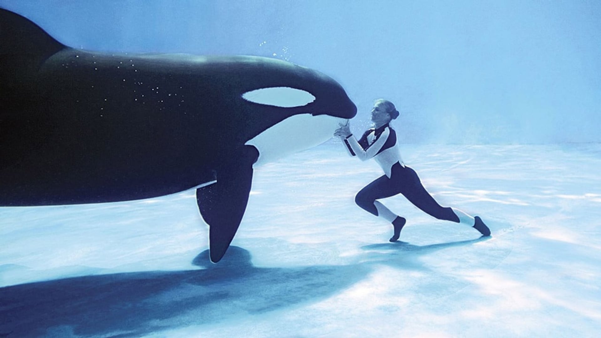 Foto do filme Blackfish: Fúria Animal