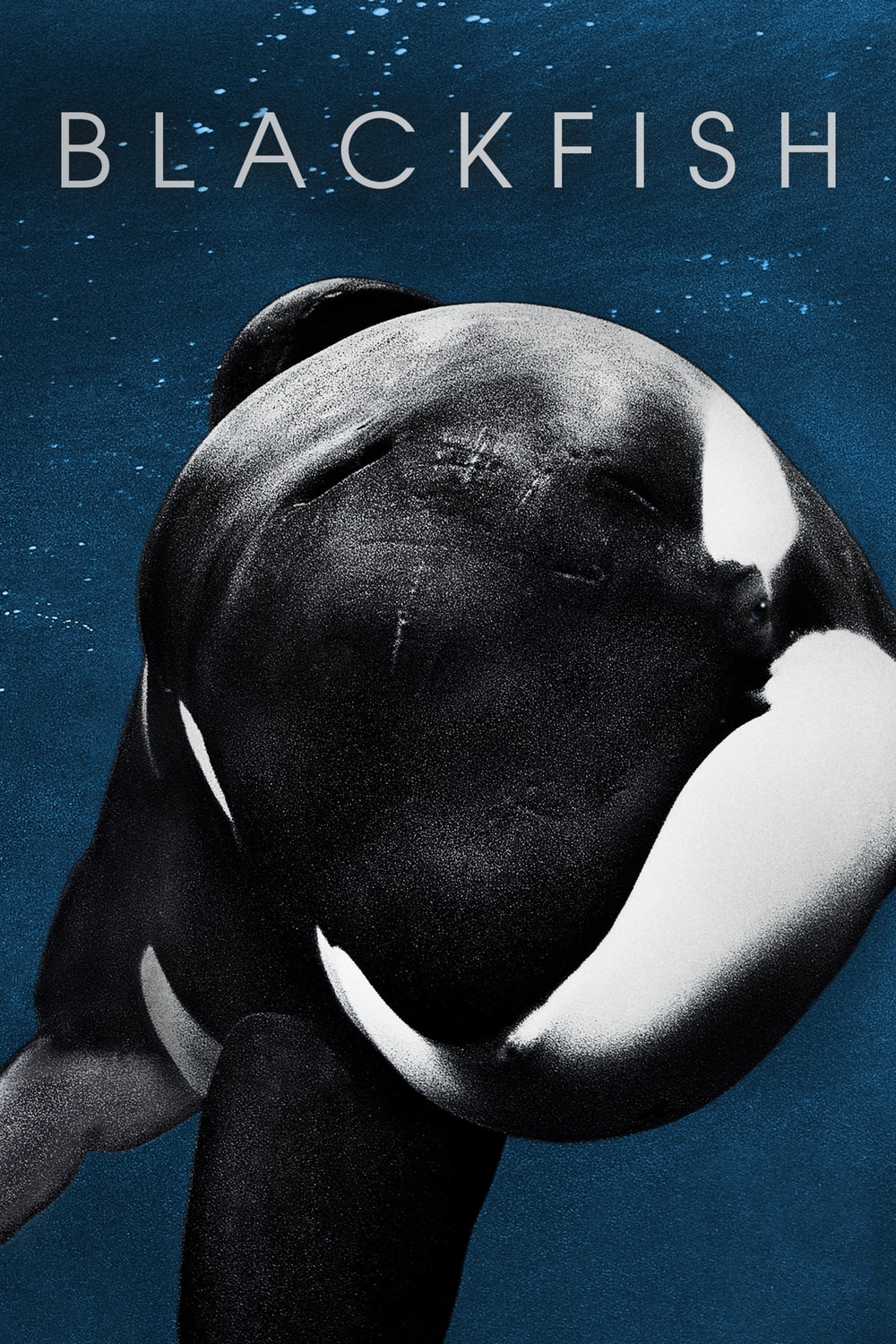 Blackfish: Fúria Animal