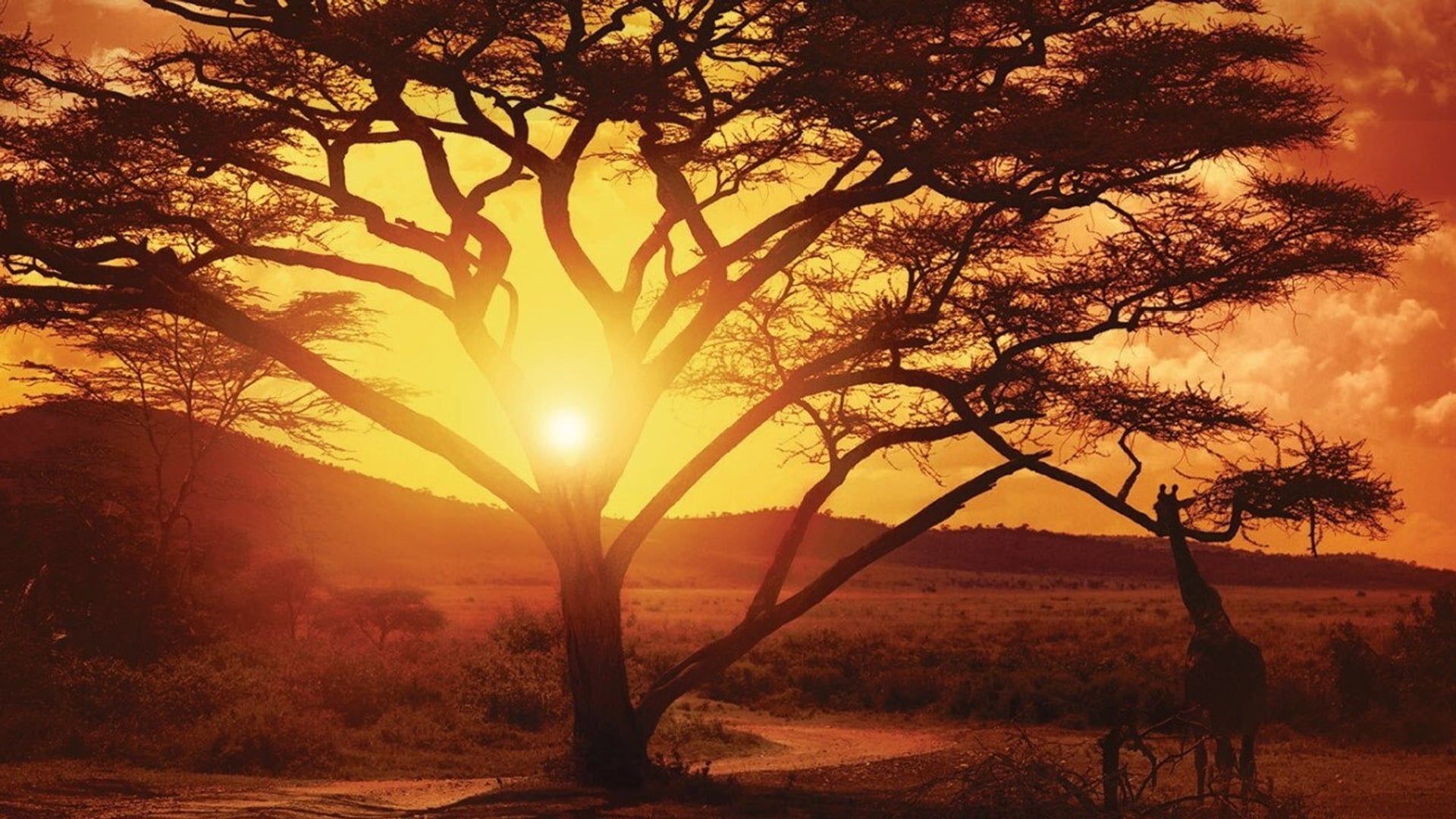 Foto do filme Lugar Nenhum na África