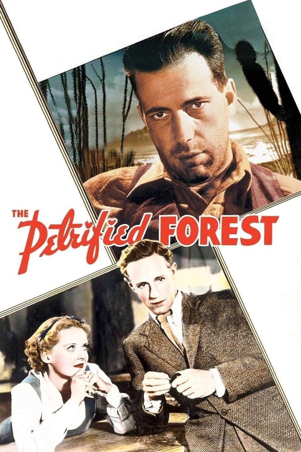 Floresta Petrificada