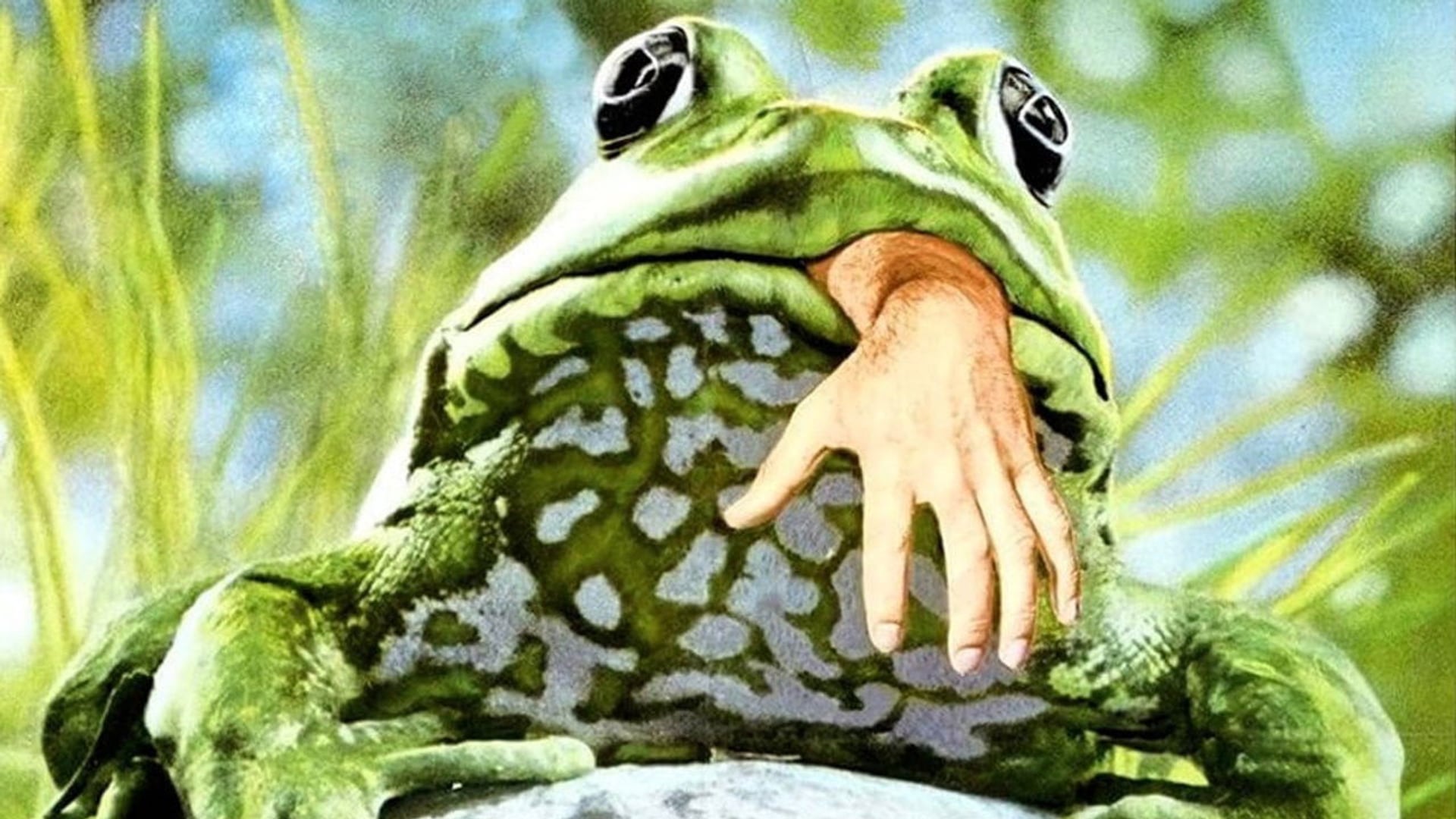Foto do filme A Invasão das Rãs