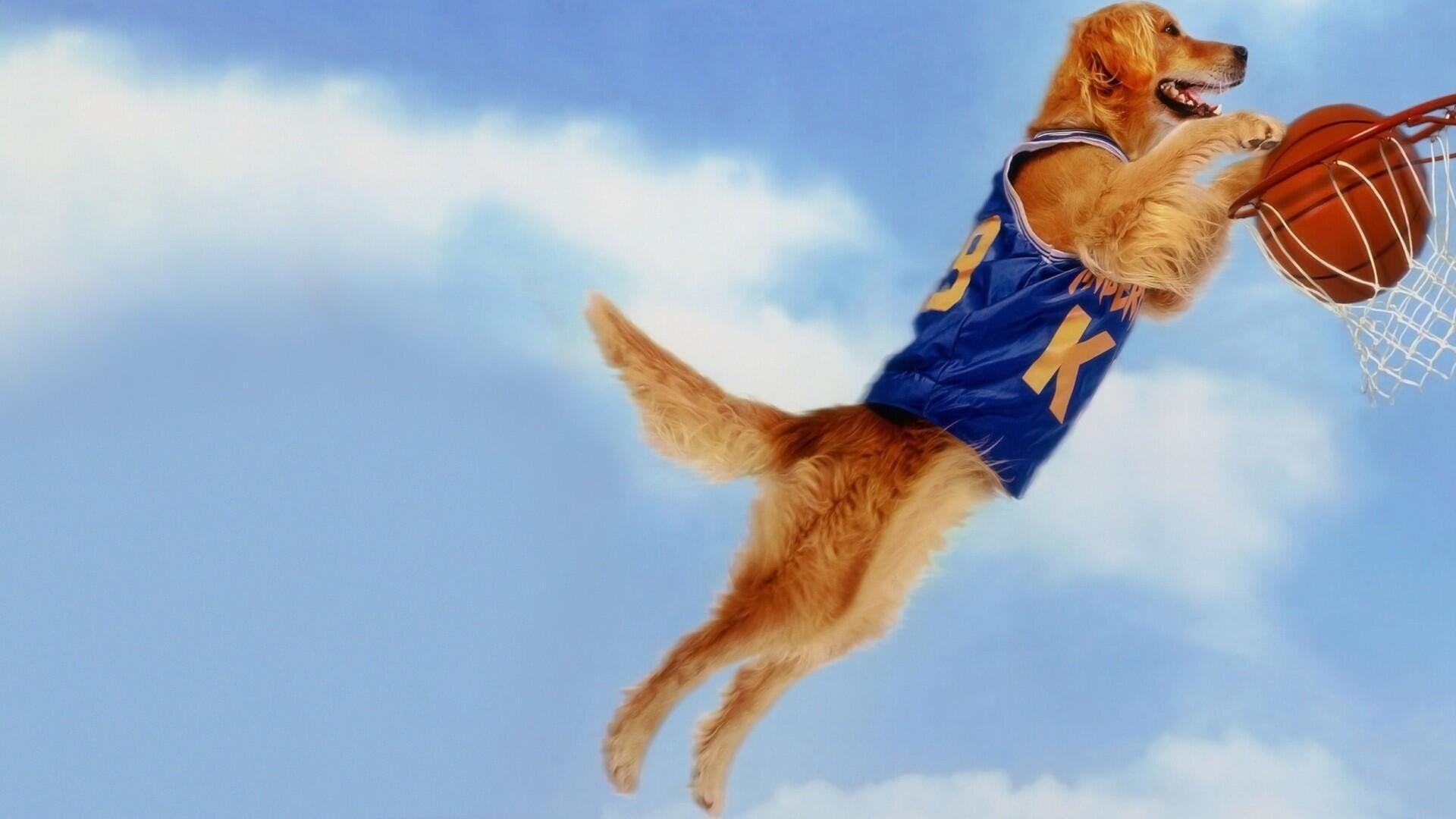 Foto do filme Bud: O Cão Amigo
