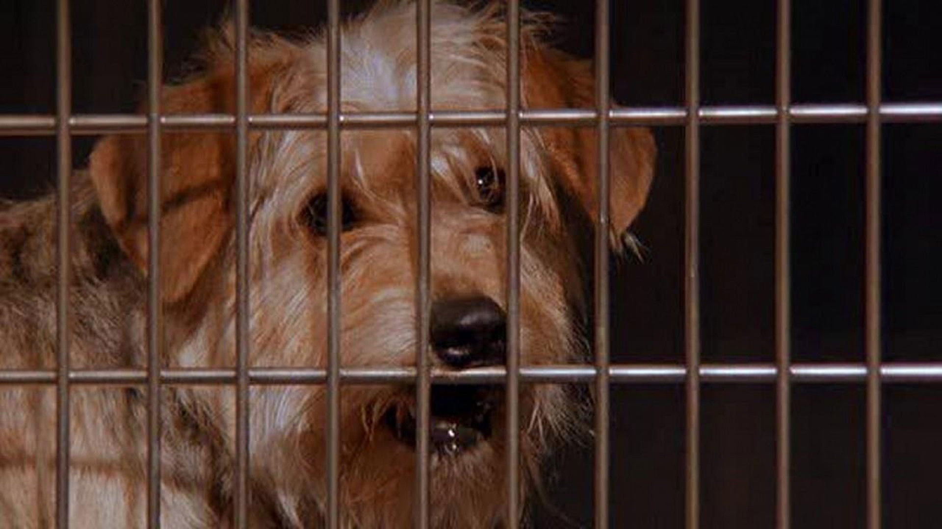 Foto do filme Lembranças de Outra Vida