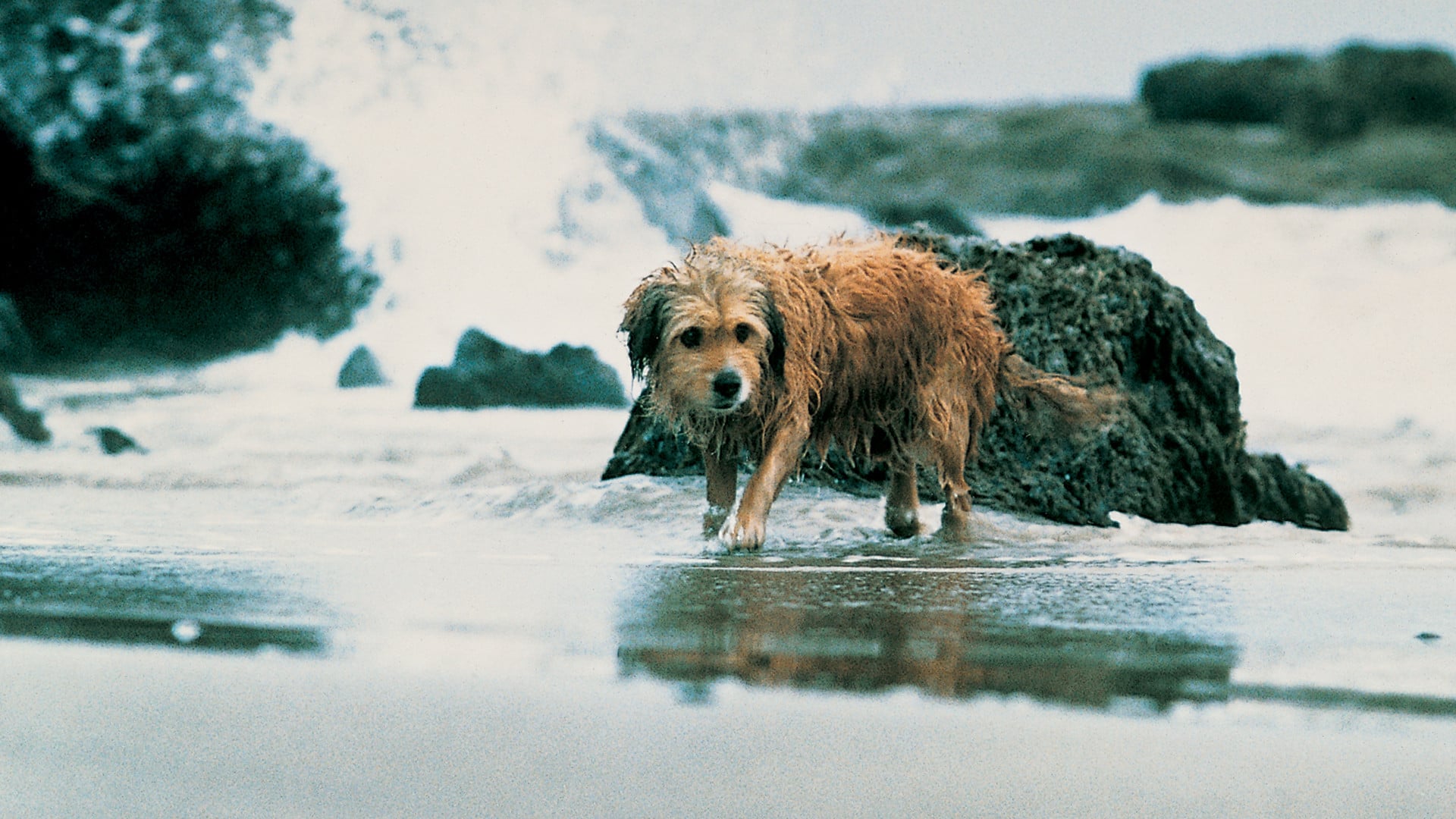 Foto do filme Benji - Um Cão Desafia a Selva