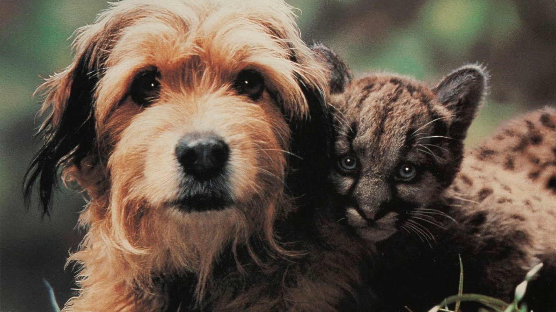 Foto do filme Benji - Um Cão Desafia a Selva