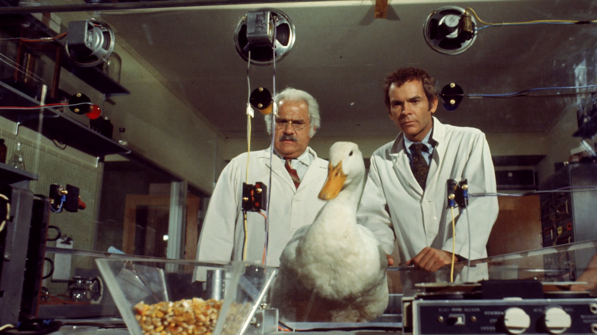 Foto do filme A Pata de Um Milhão de Dólares