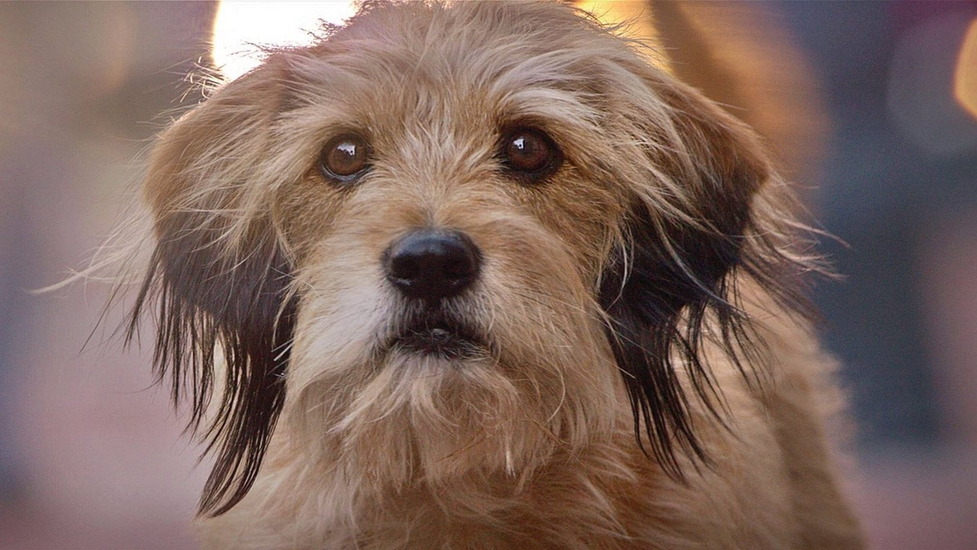 Foto do filme Benji
