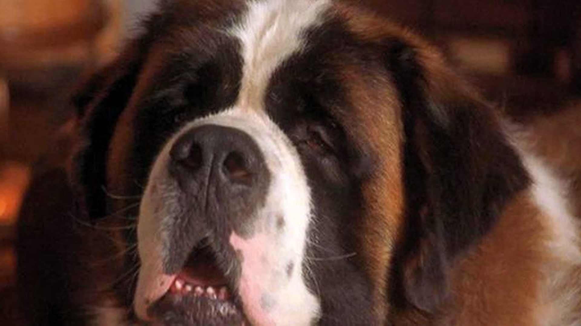 Foto do filme Beethoven 3: Uma Família em Apuros