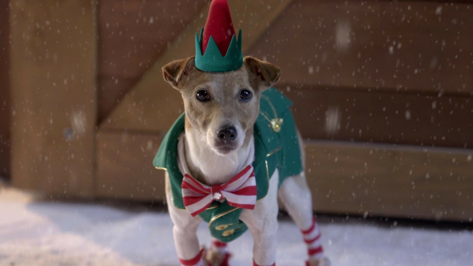 Foto do filme Santa Buddies: Uma Aventura de Natal