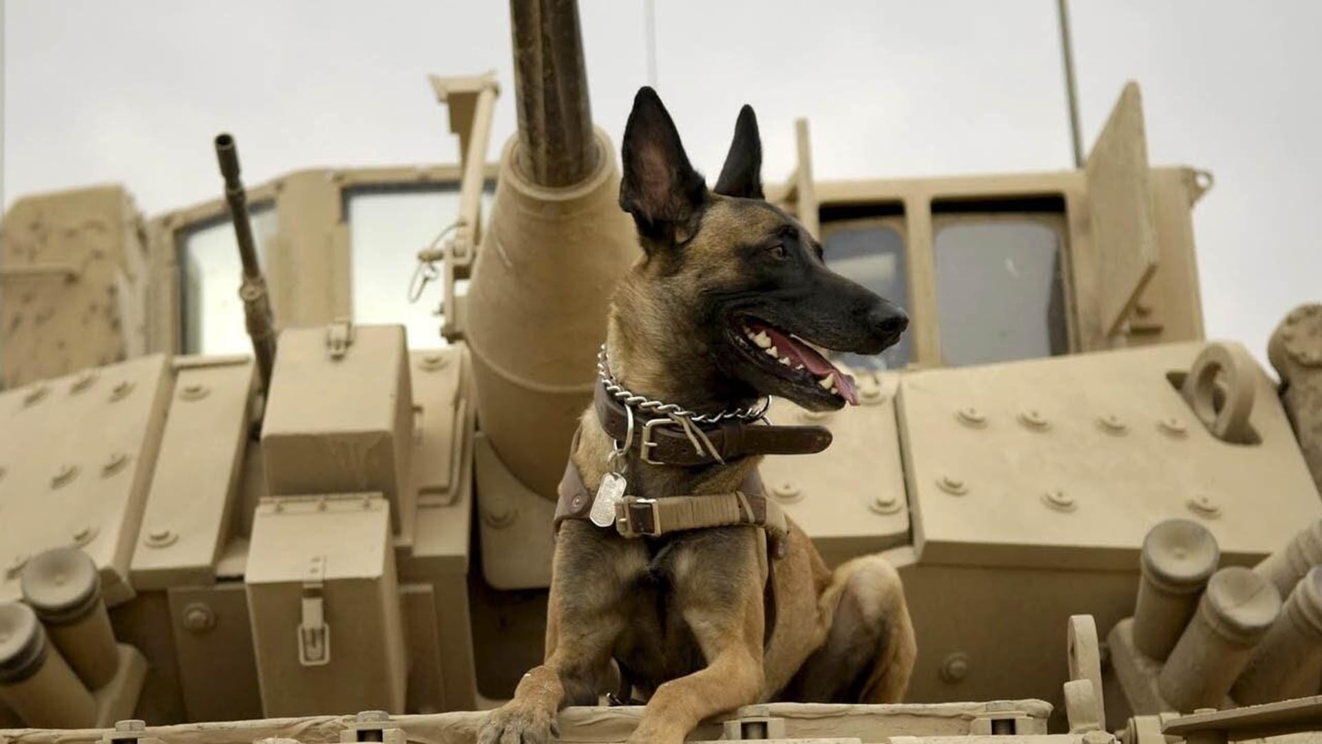 Foto do filme Max: O Cão Herói