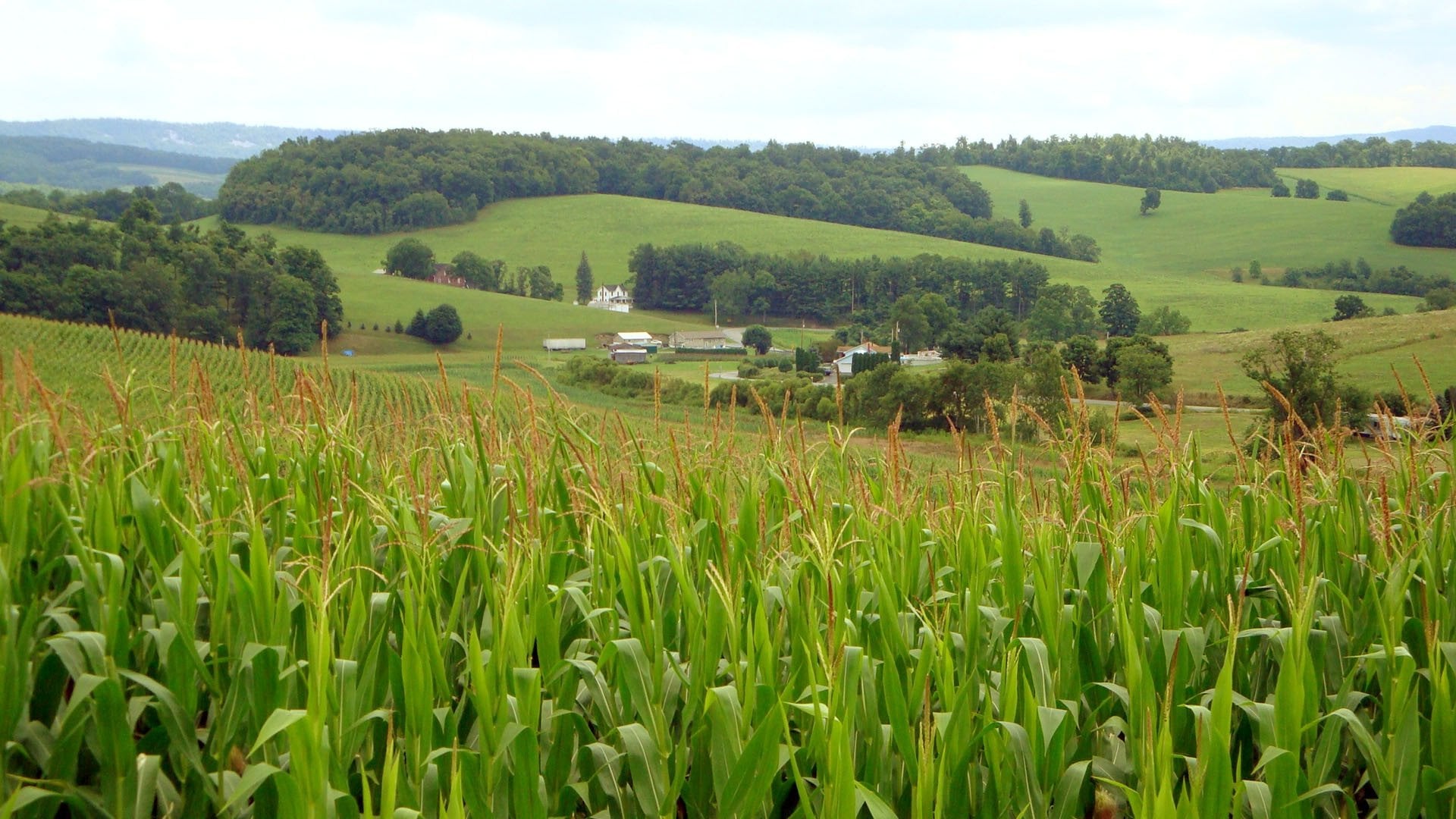 Foto do filme O mundo segundo a Monsanto