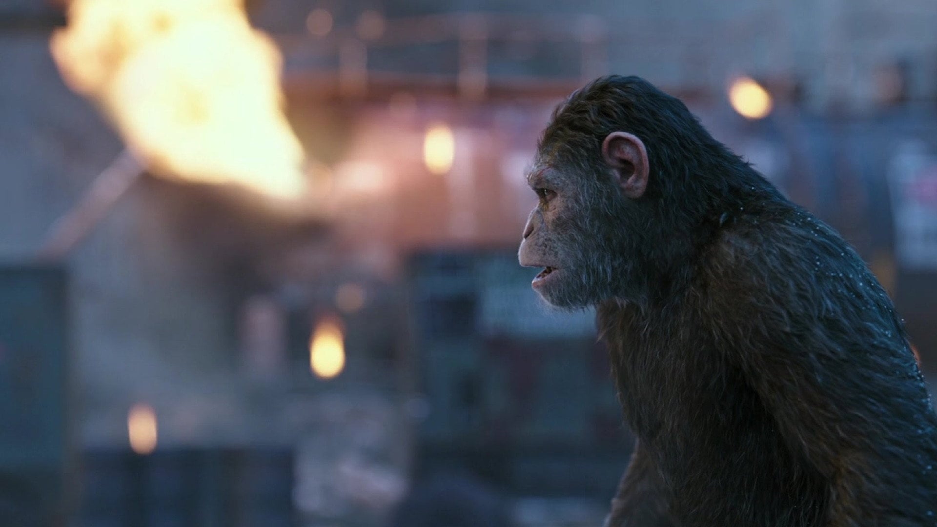 Foto do filme Planeta dos Macacos: A Guerra