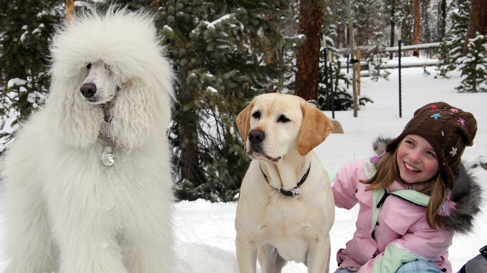Foto do filme The Dog Who Saved Christmas