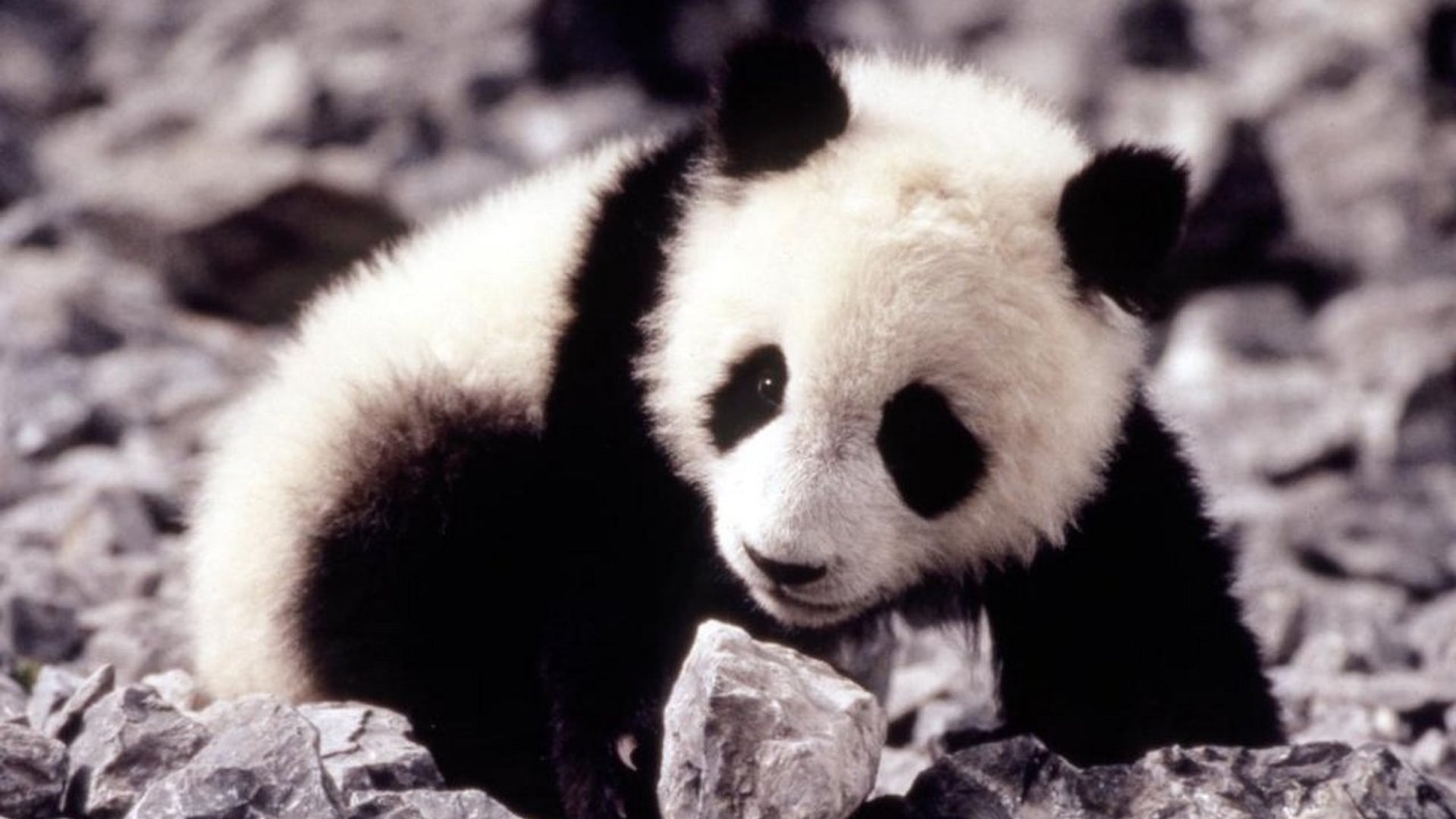 Foto do filme Meu Amigo Panda