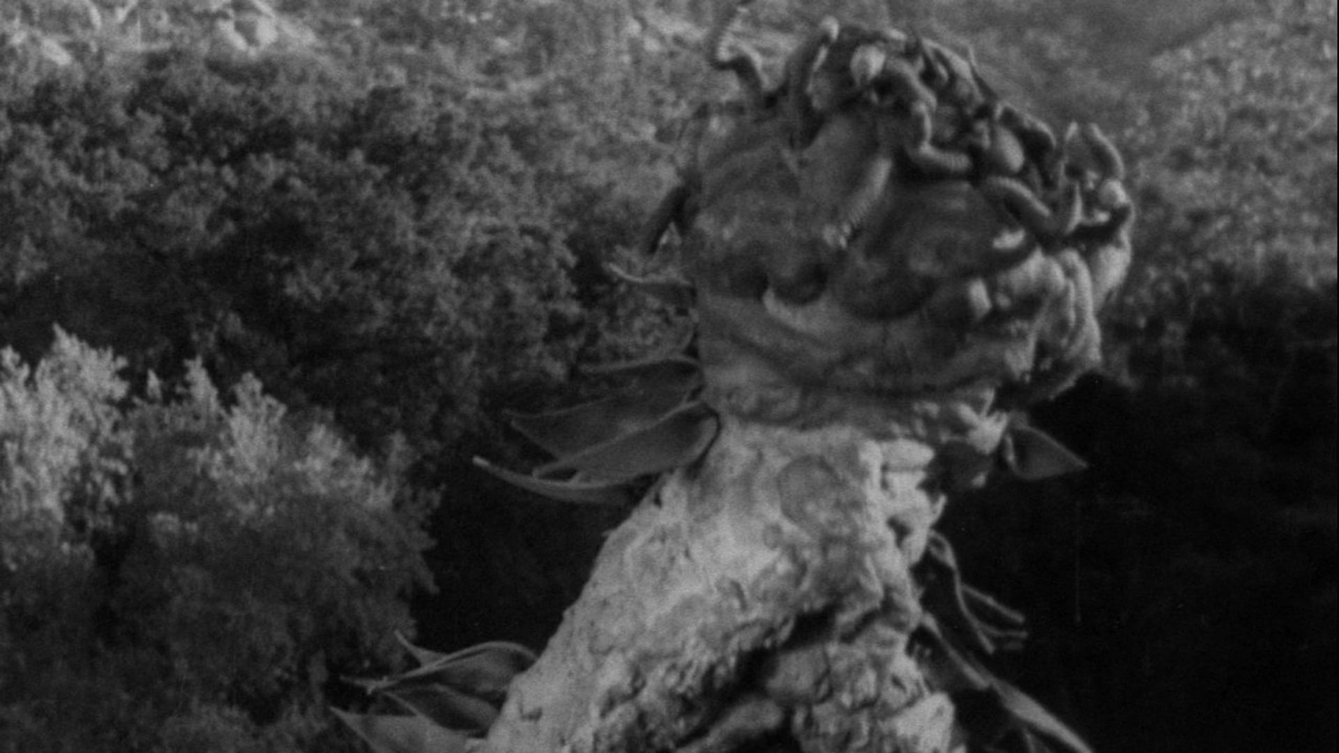 Foto do filme The Creeping Terror
