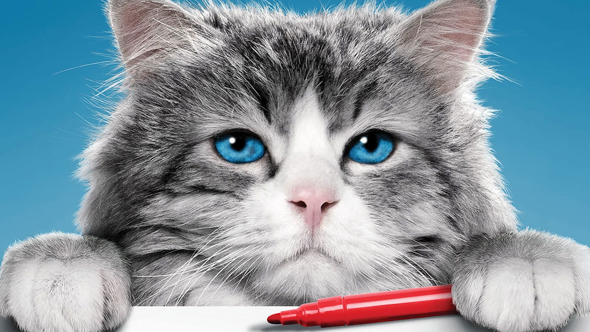 Foto do filme Virei um Gato