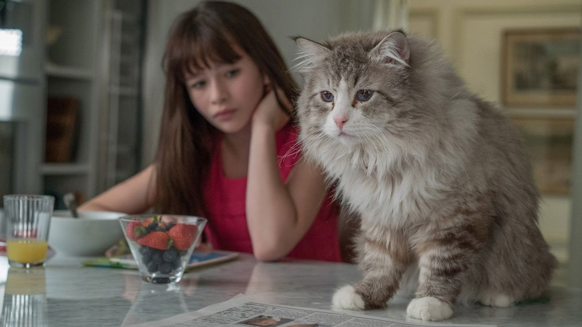 Foto do filme Virei um Gato