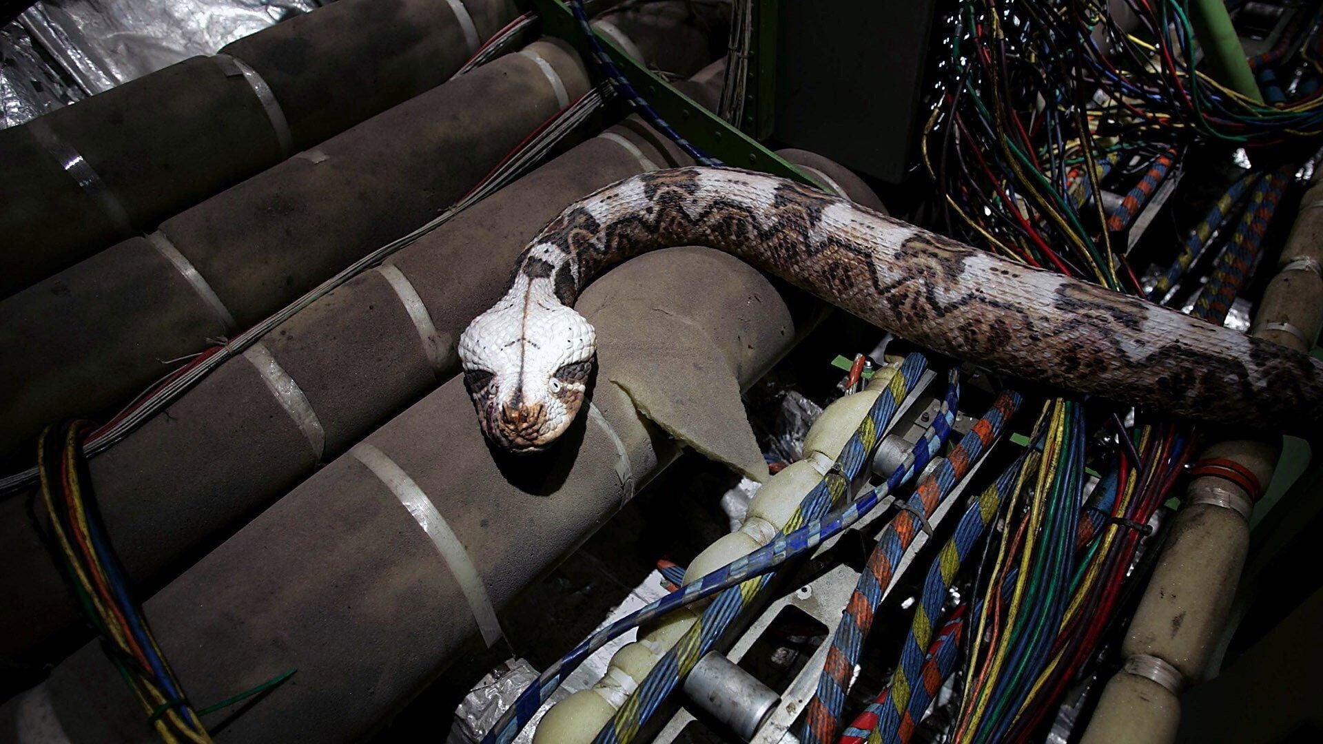 Foto do filme Serpentes a Bordo