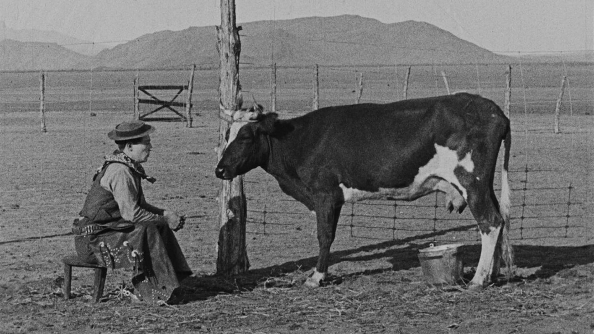 Foto do filme Vaqueiro Avacalhado