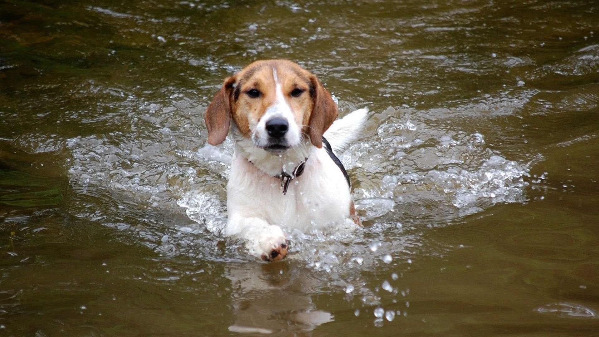 Foto do filme Shiloh - O Melhor Amigo