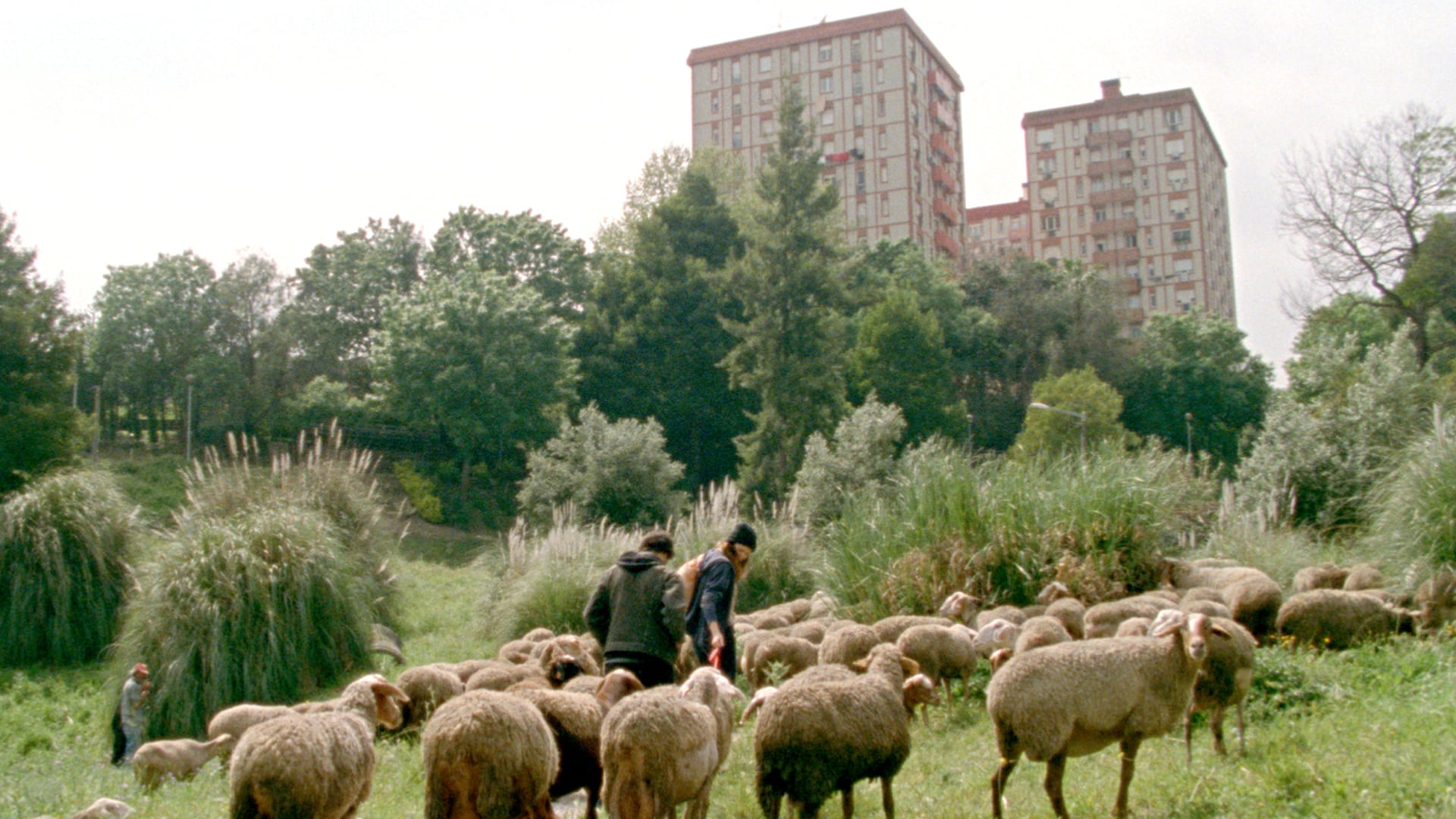 Foto do filme As Mil e Uma Noites: Volume 2, O Desolado
