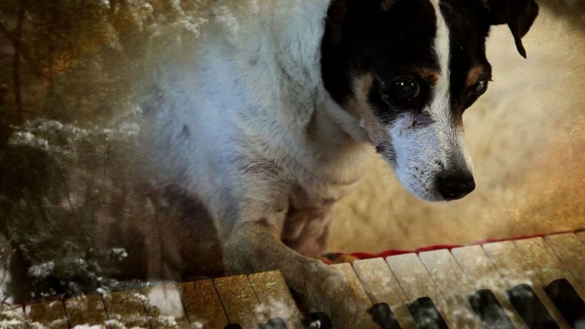 Foto do filme Coração de Cachorro