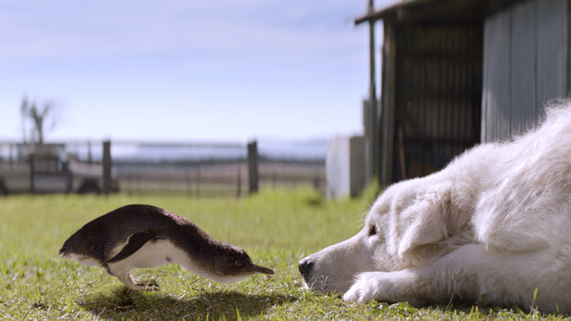 Foto do filme Oddball e os Pinguins