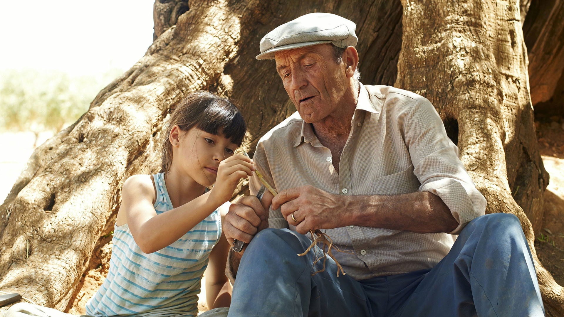 Foto do filme A Oliveira