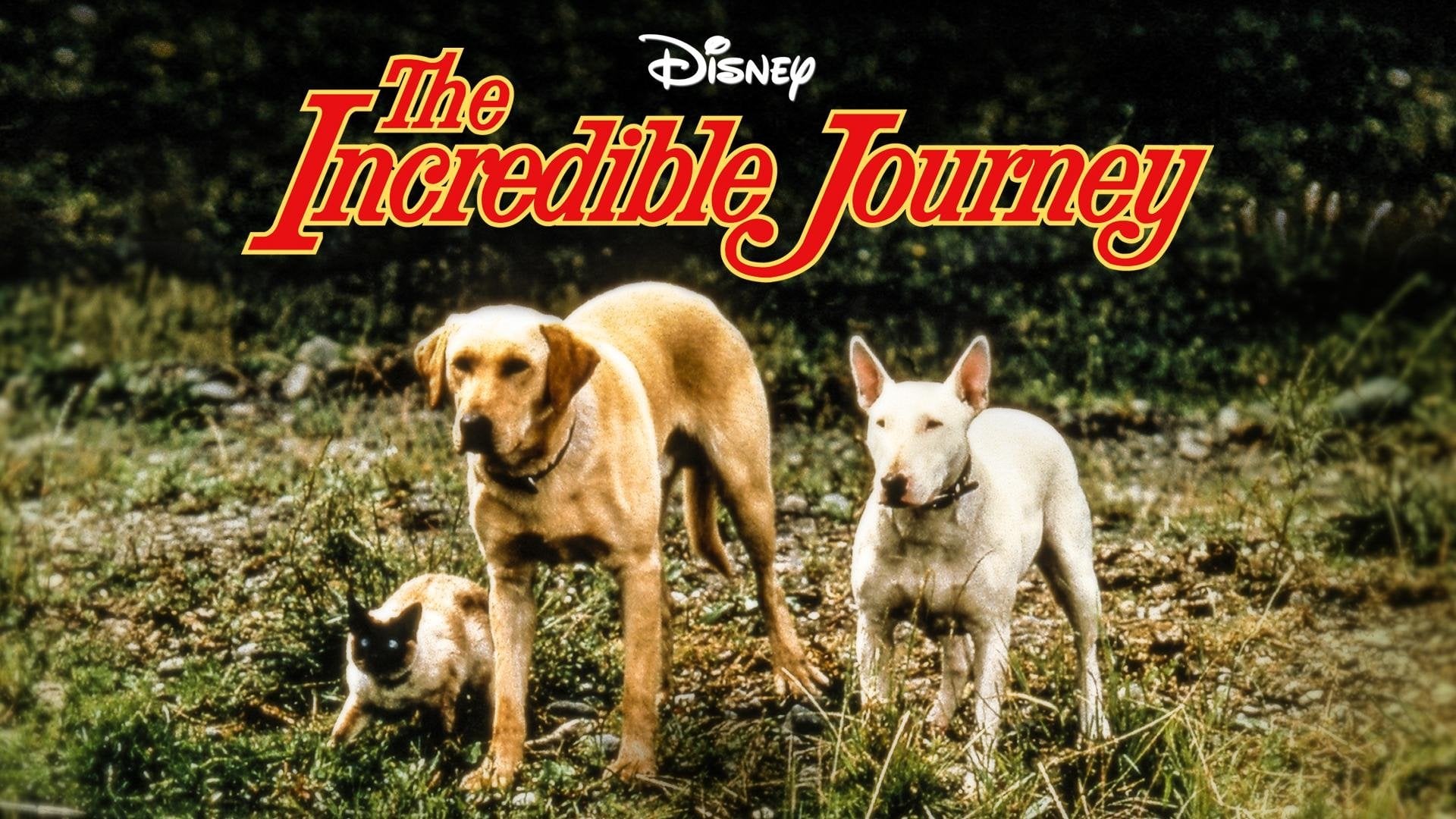 Foto do filme A Incrível Jornada