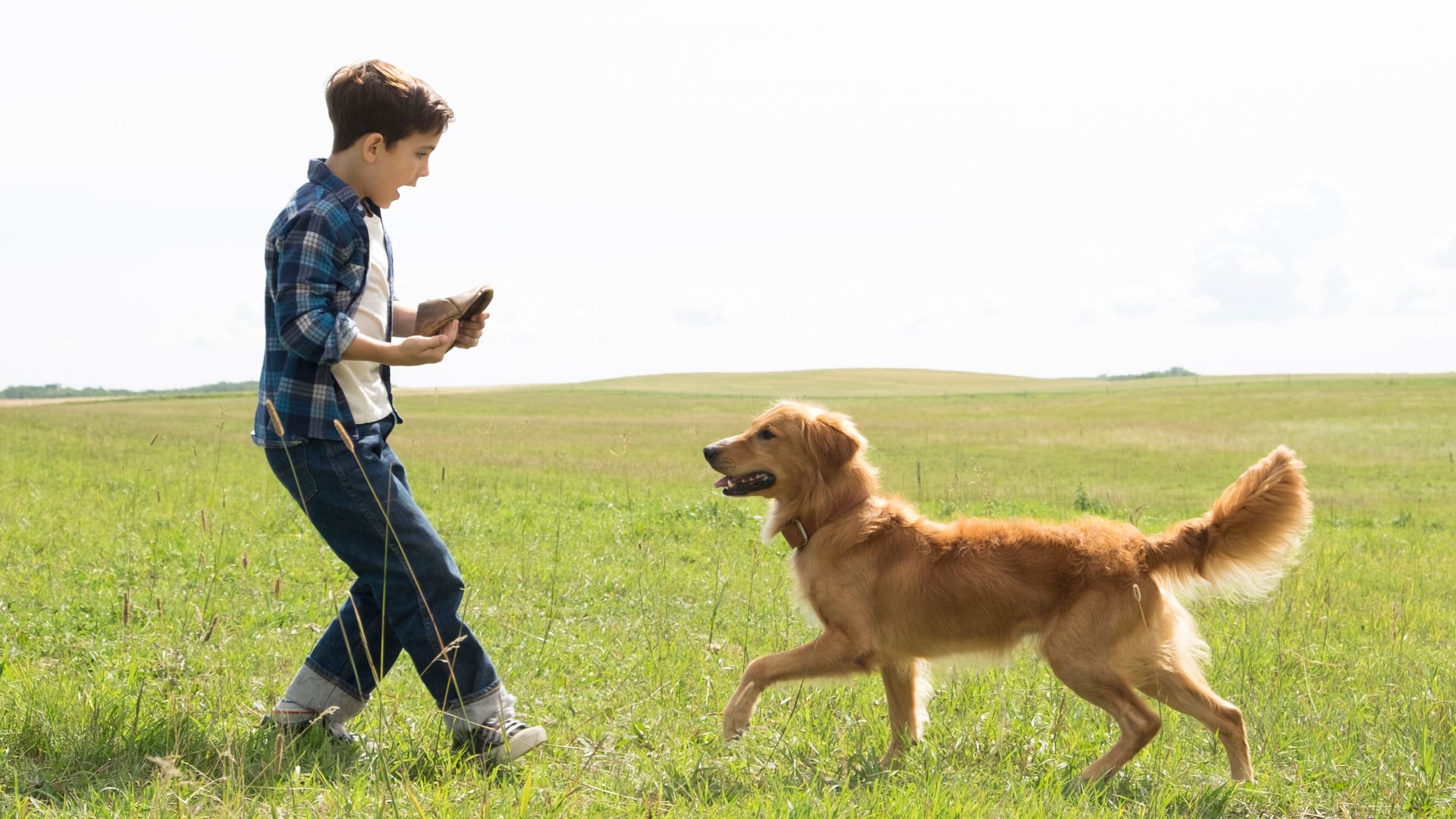 Foto do filme Quatro Vidas de um Cachorro