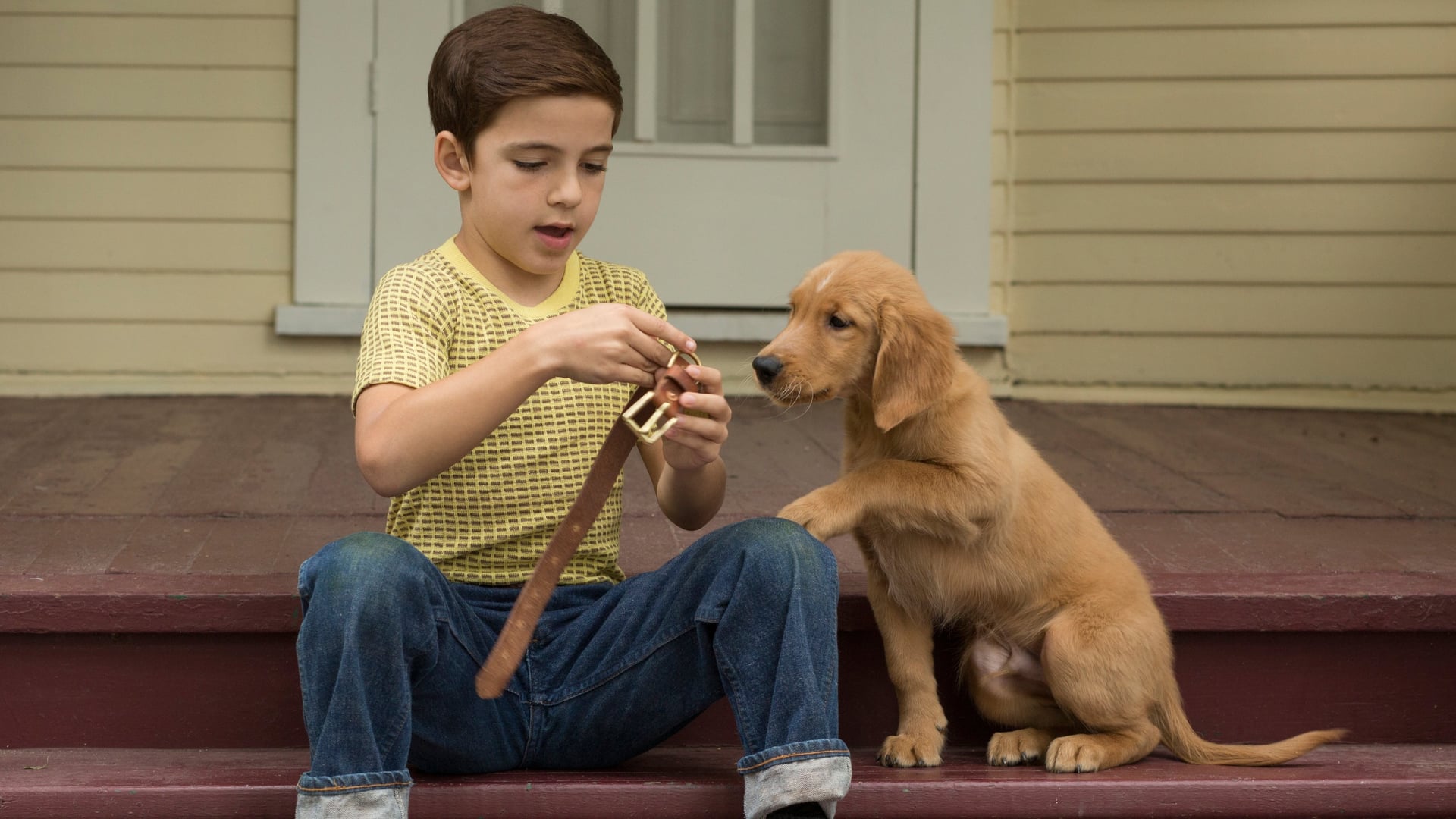 Foto do filme Quatro Vidas de um Cachorro