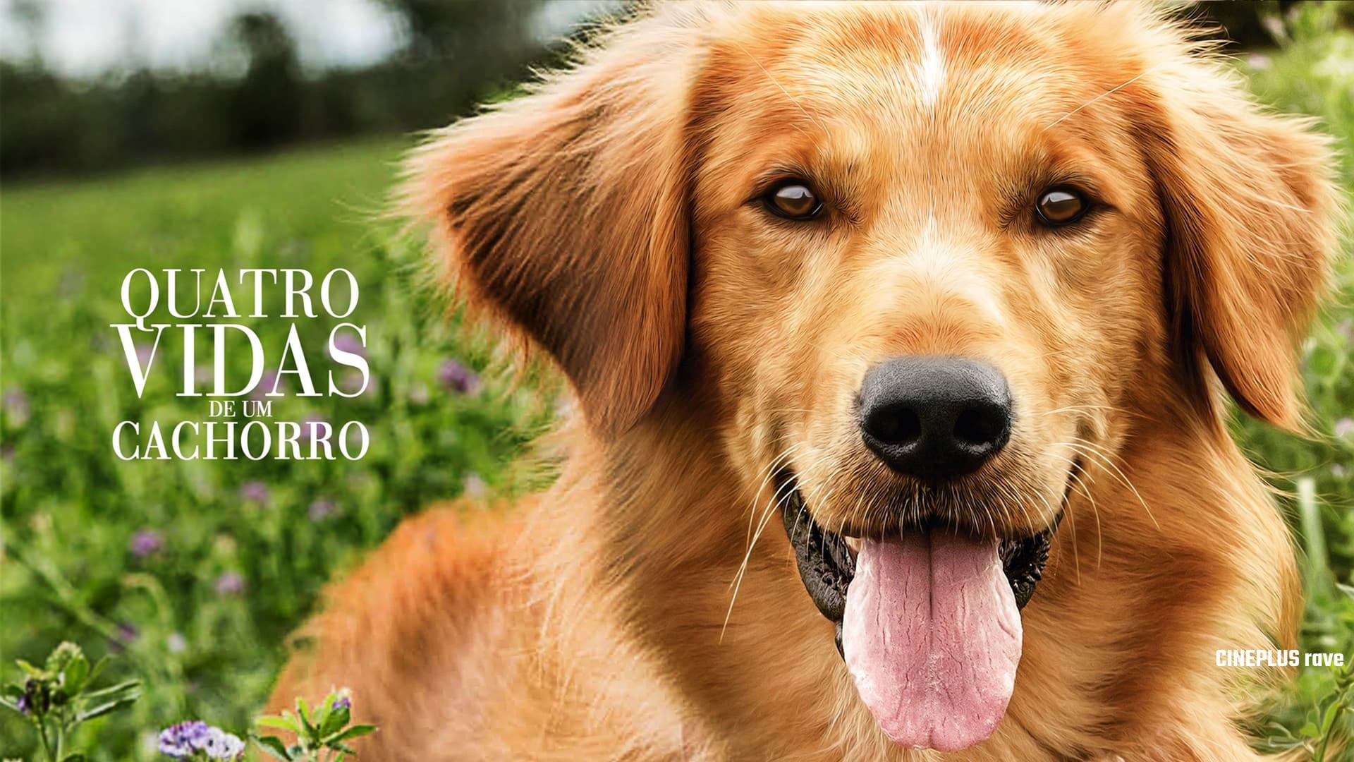Foto do filme Quatro Vidas de um Cachorro