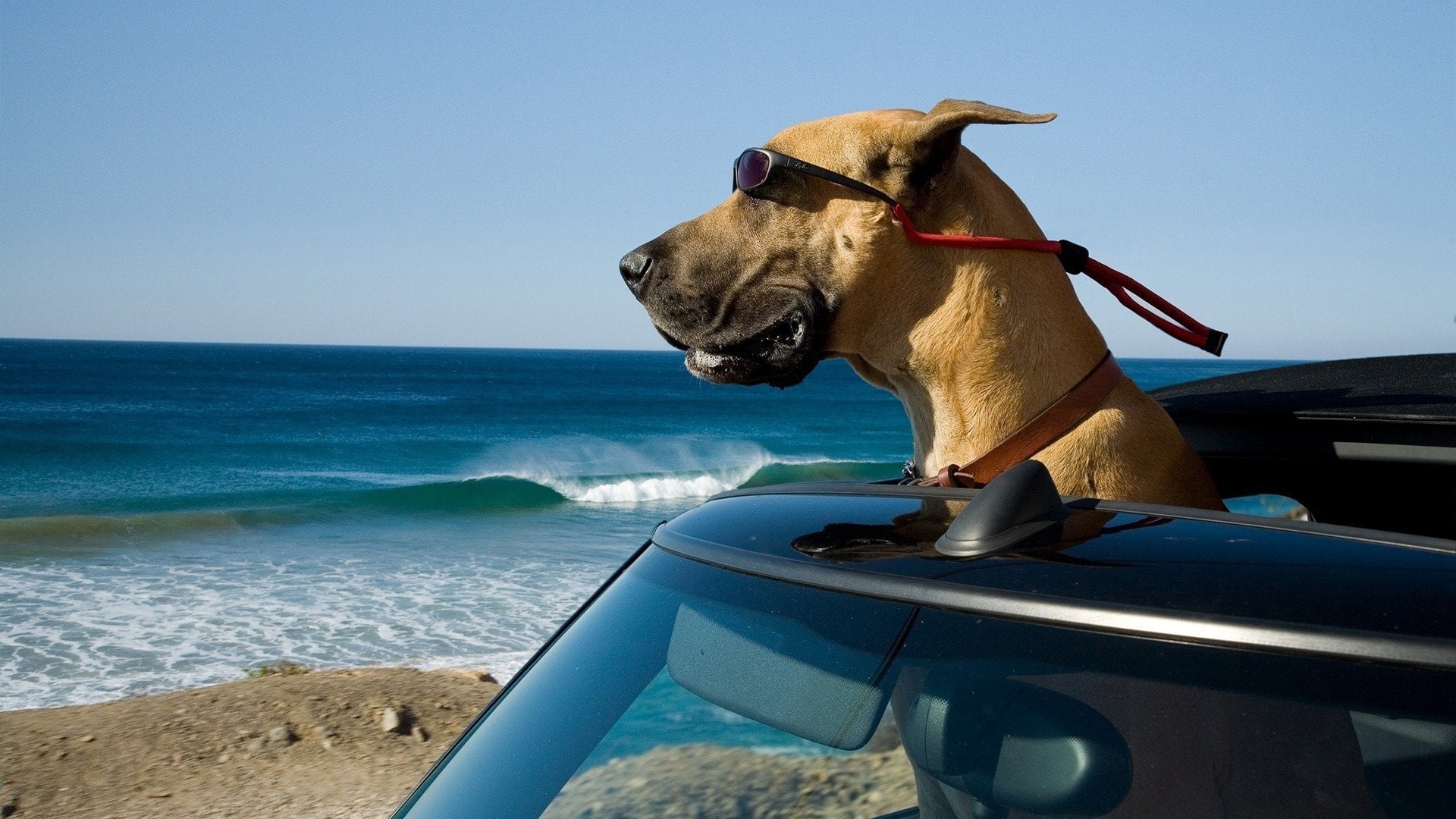 Foto do filme Marmaduke