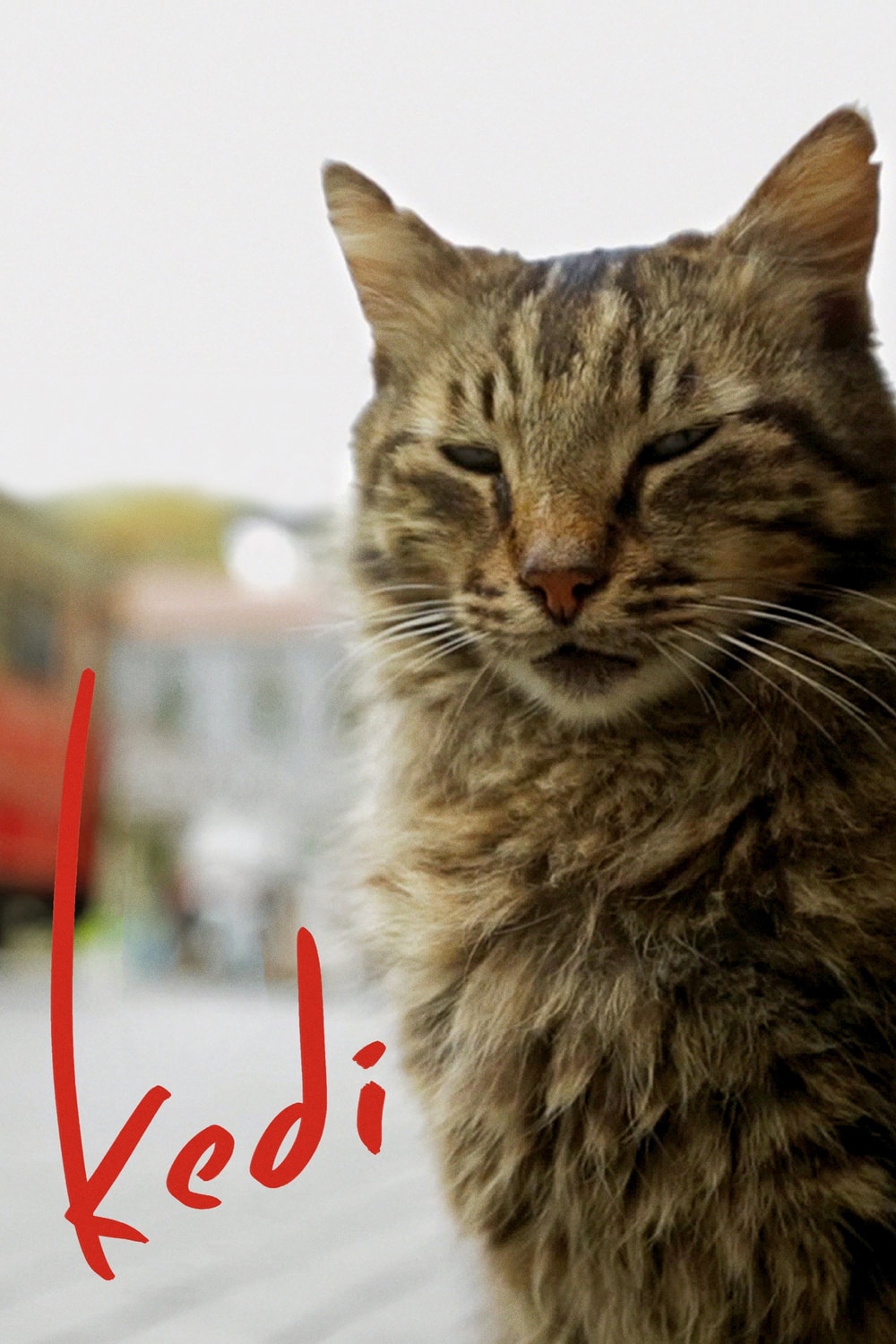 Nove vidas: Gatos em Istambul