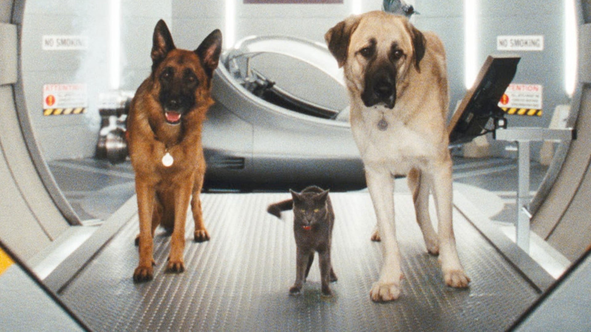 Foto do filme Como Cães e Gatos 2: A Vingança de Kitty Galore