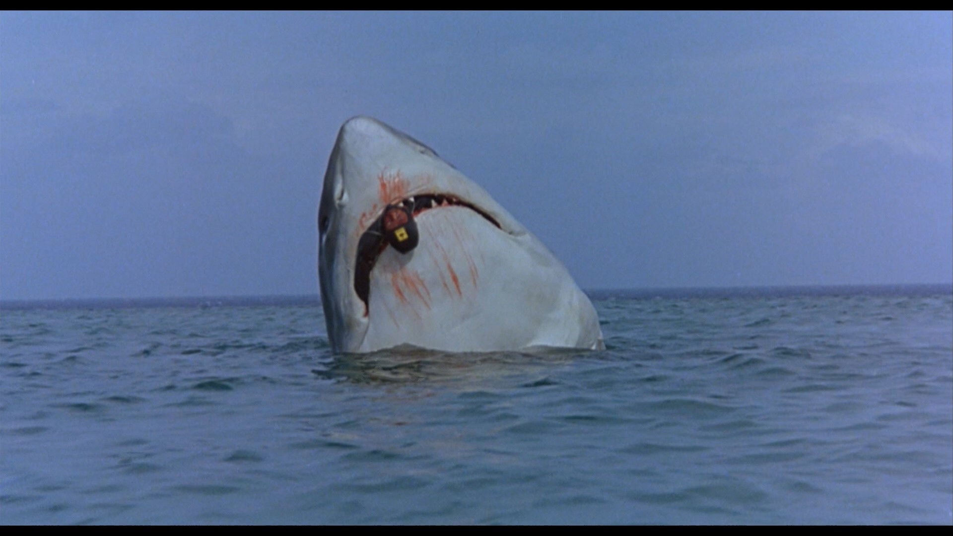 Foto do filme O Último Tubarão