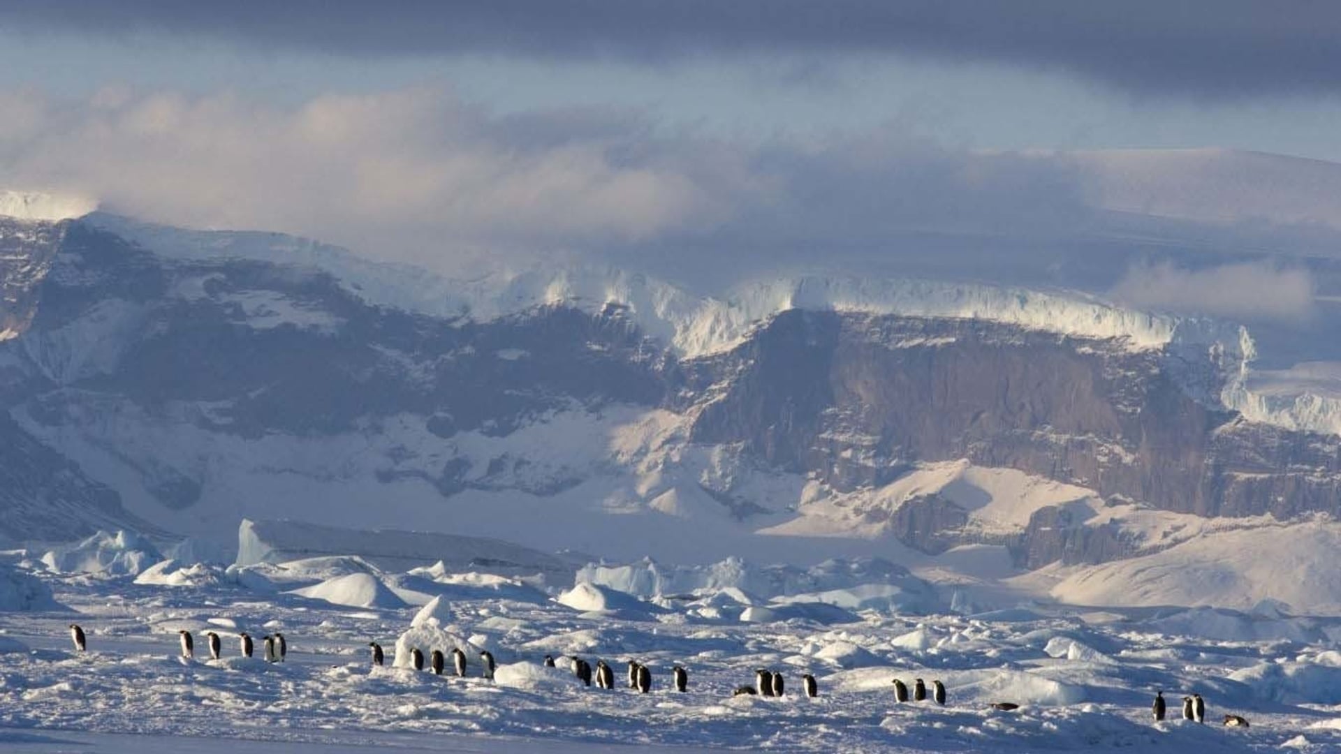Foto do filme A Marcha dos Pinguins 2