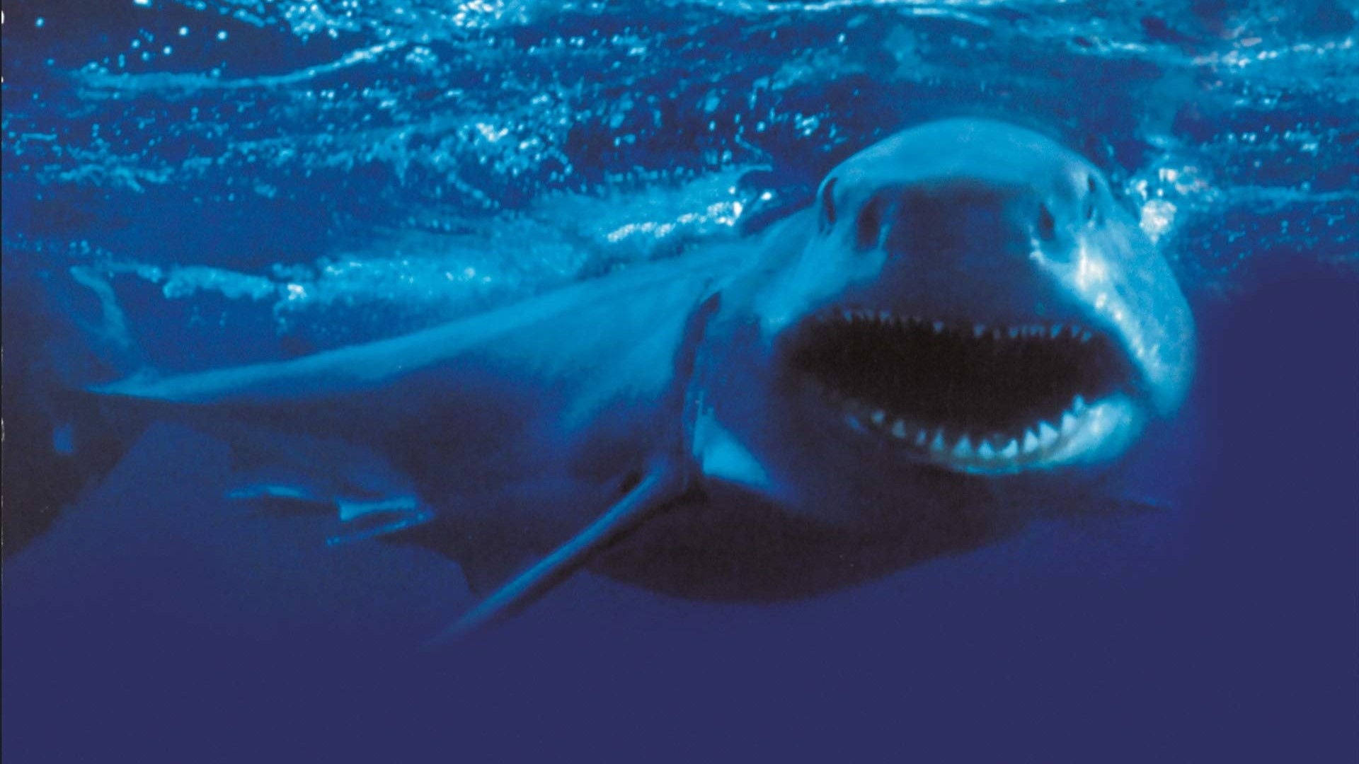 Foto do filme Shark Attack 2