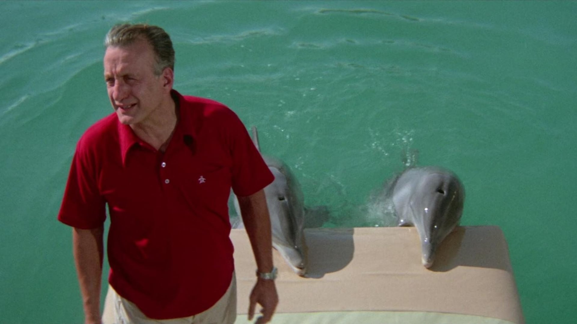 Foto do filme O Dia do Golfinho