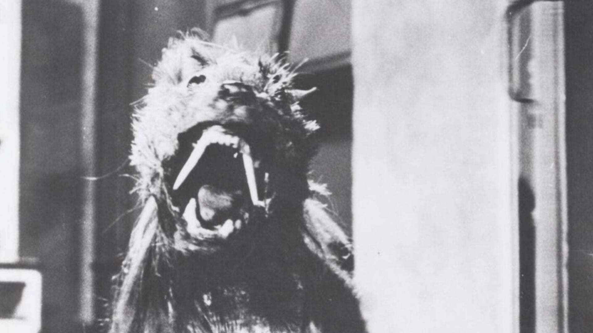 Foto do filme The Killer Shrews