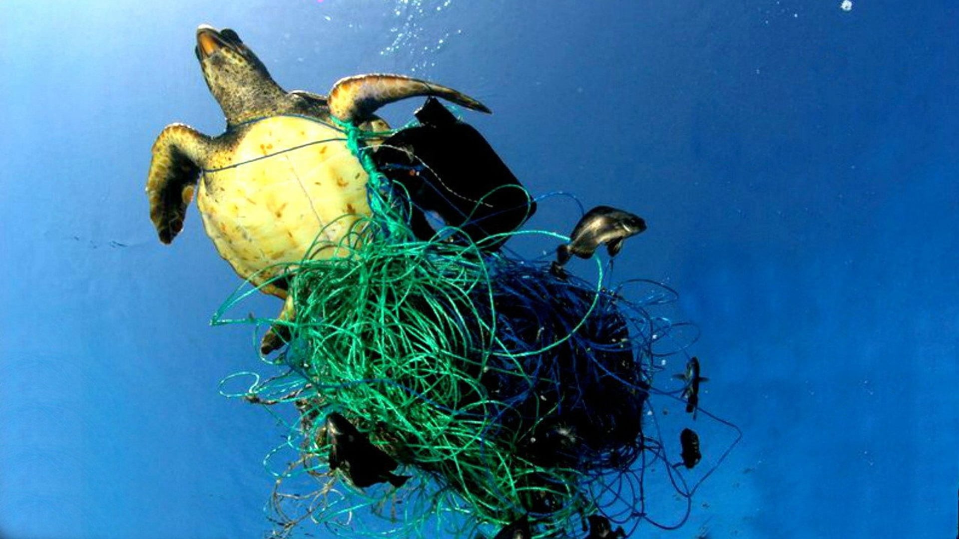 Foto do filme Oceanos de Plástico