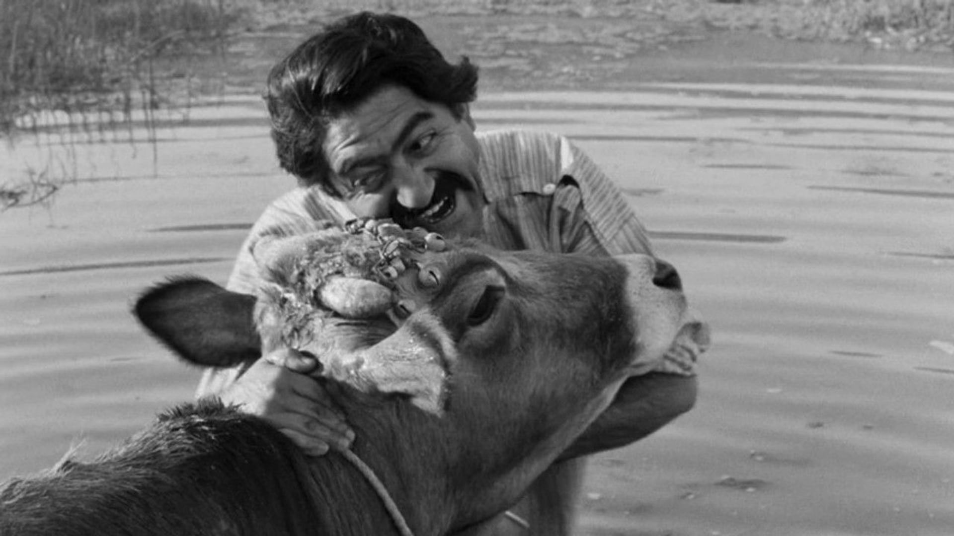 Foto do filme A Vaca