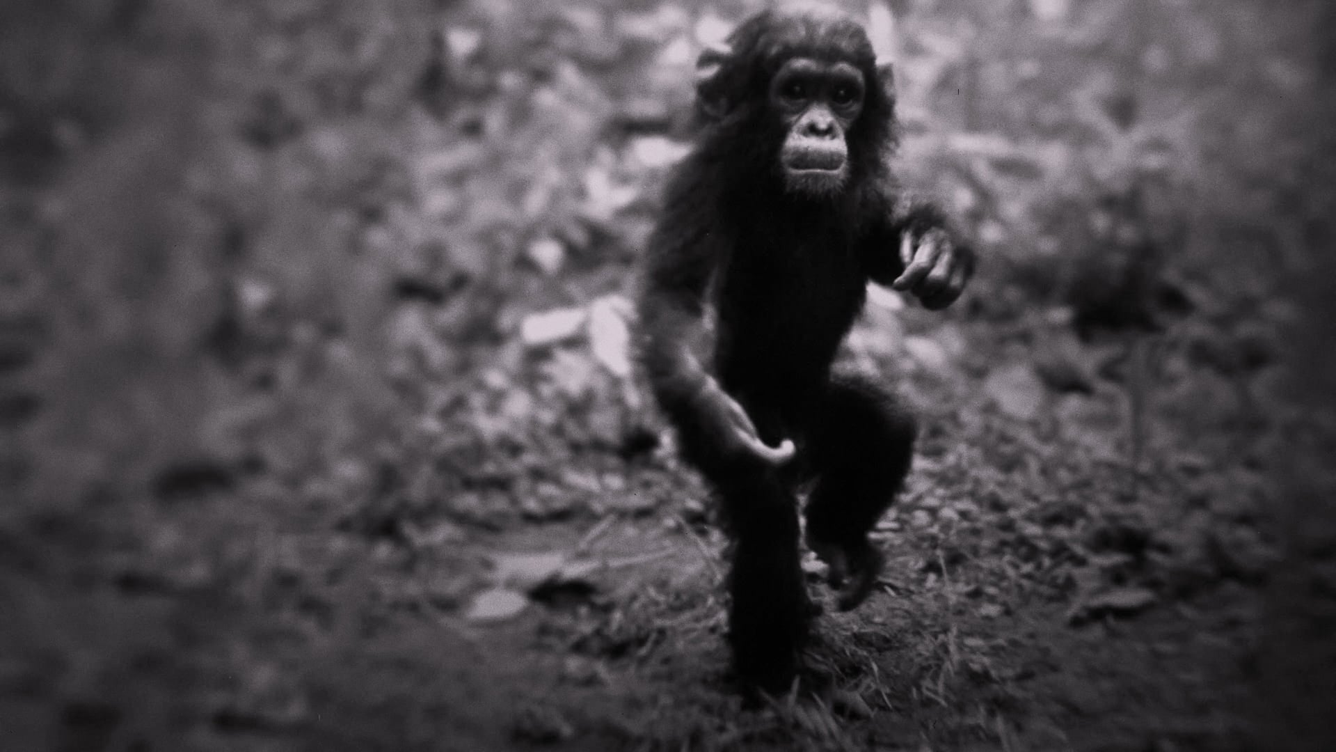 Foto do filme Jane: A Mãe dos Chimpanzés