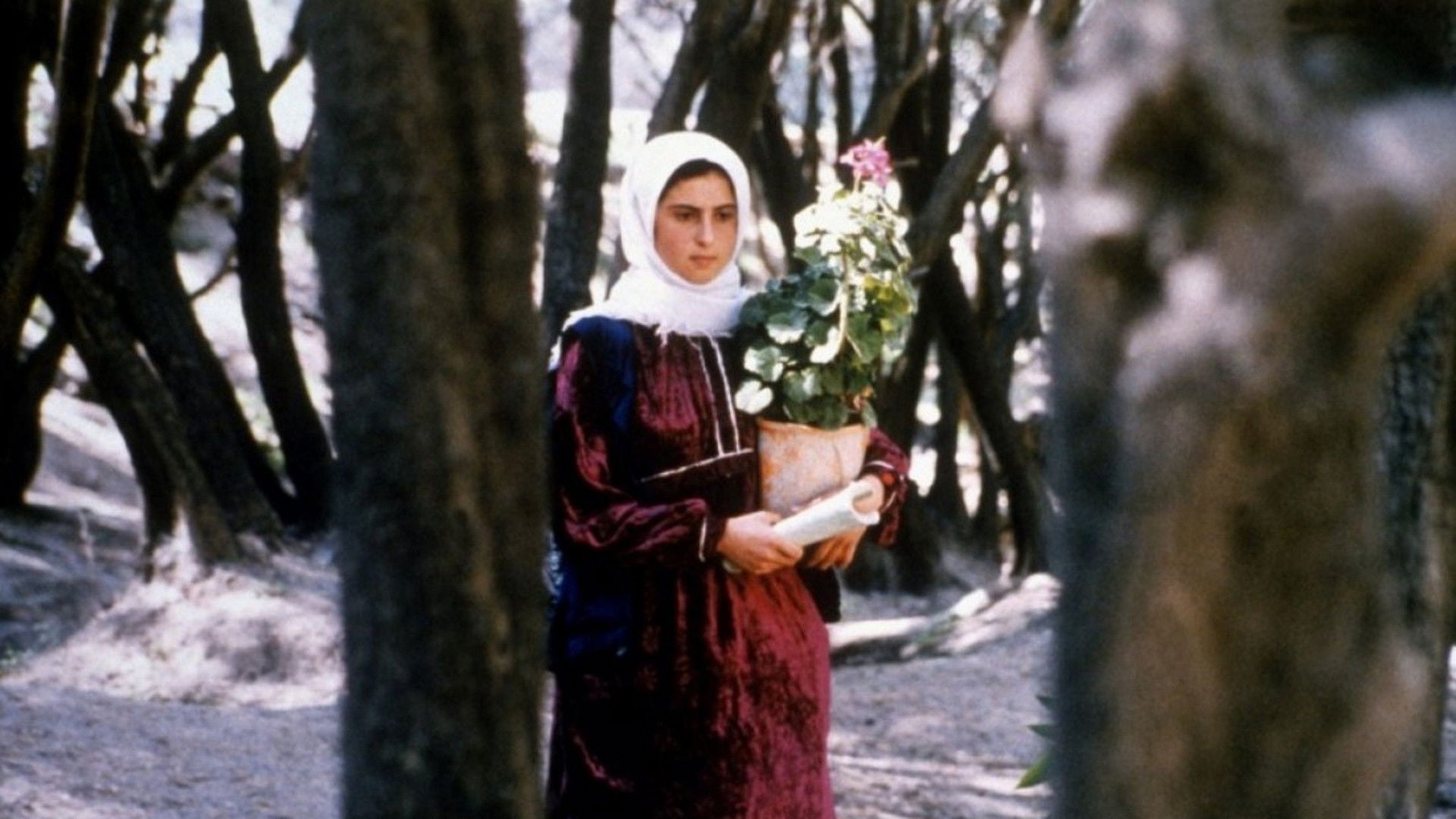 Foto do filme Através das Oliveiras