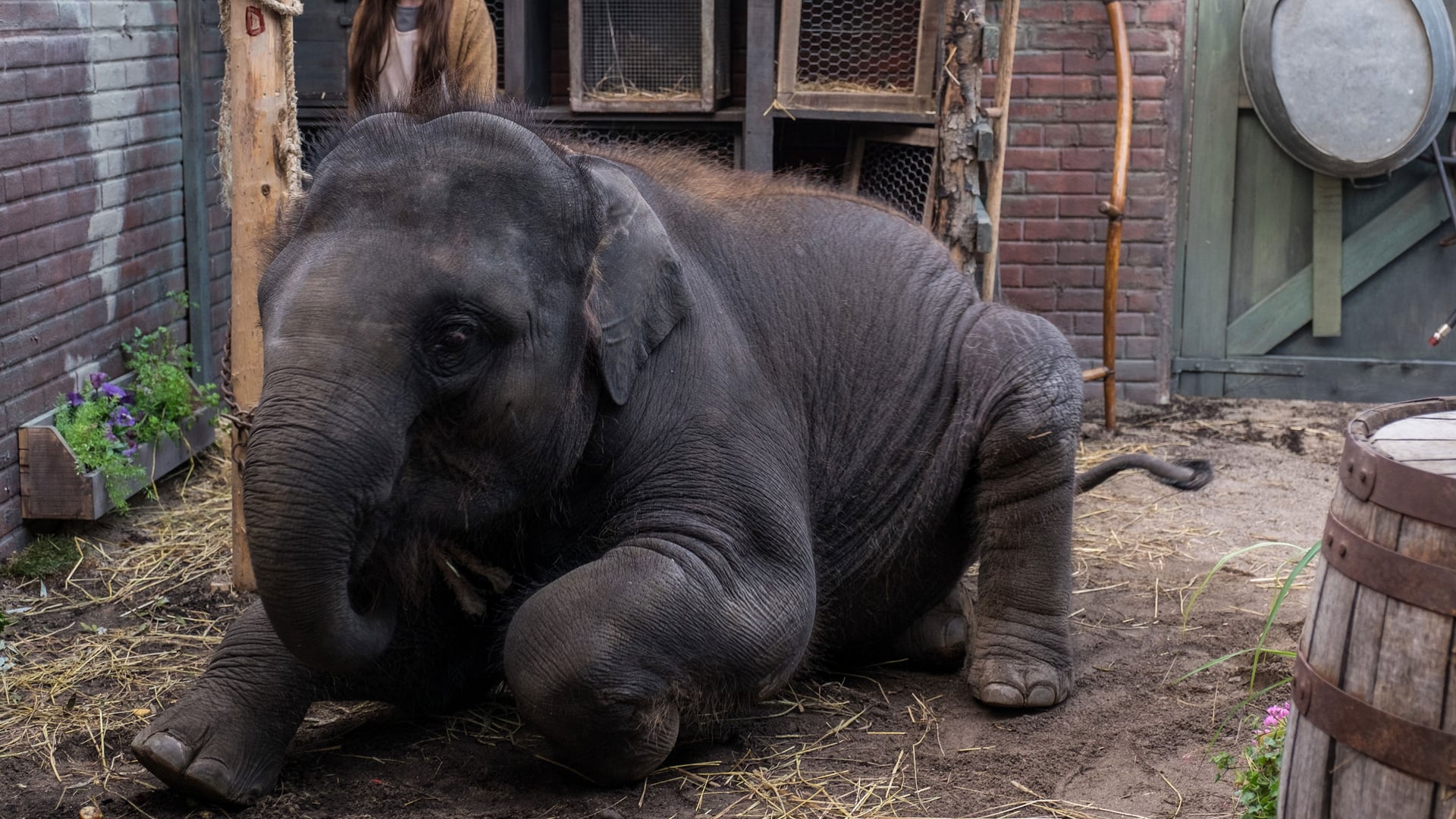 Foto do filme Zoo: Uma Amizade Maior que a Vida
