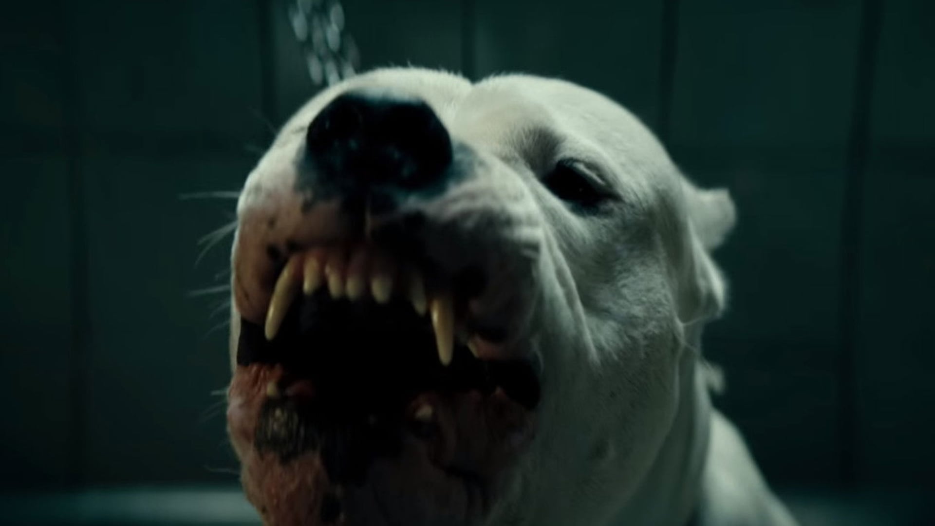 Foto do filme Dogman