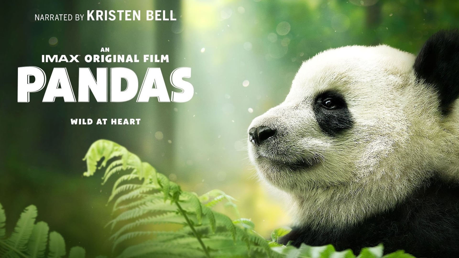 Foto do filme Pandas