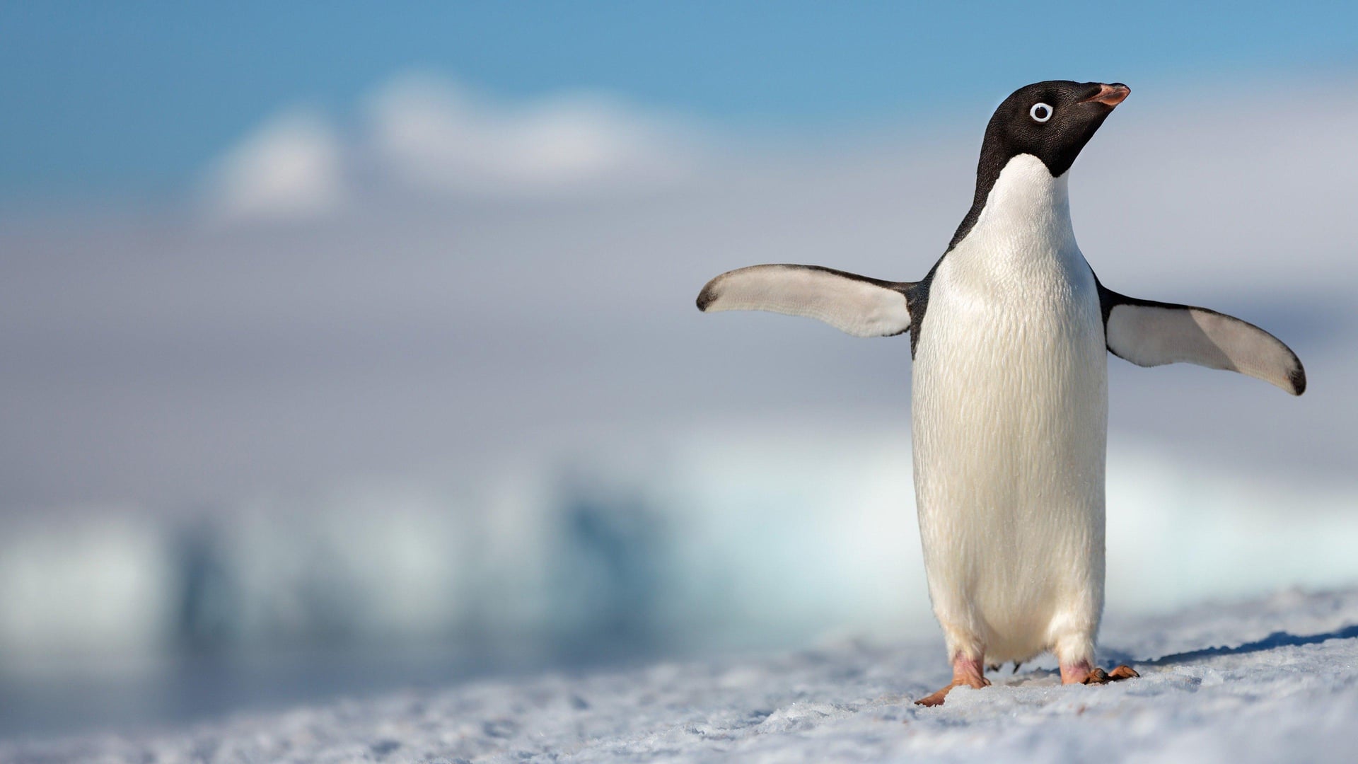 Foto do filme Pinguins